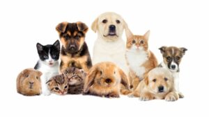Consider When Setting Your Pet Insurance Deductible