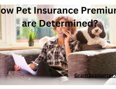 How Pet Insurance Premiums are Determined