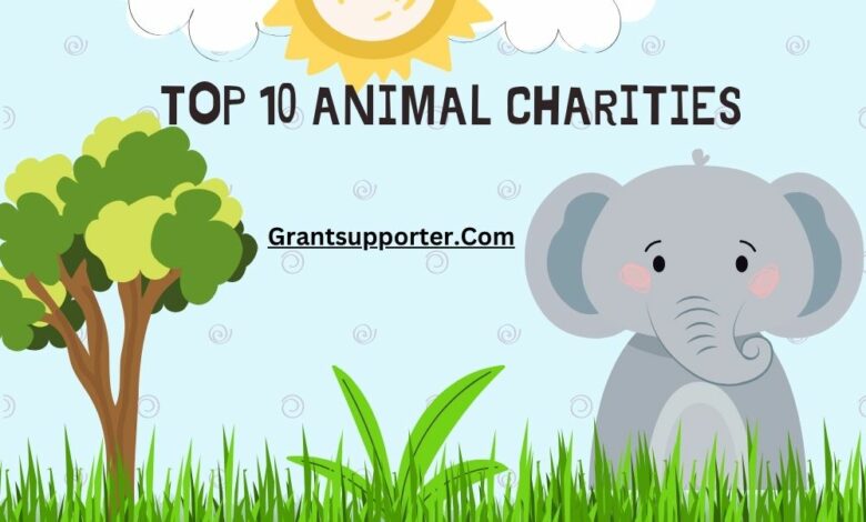 Animal Charities