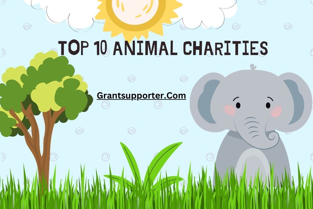 Top 10 Animal Charities