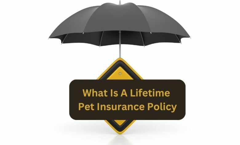 What Is A Lifetime Pet Insurance Policy?