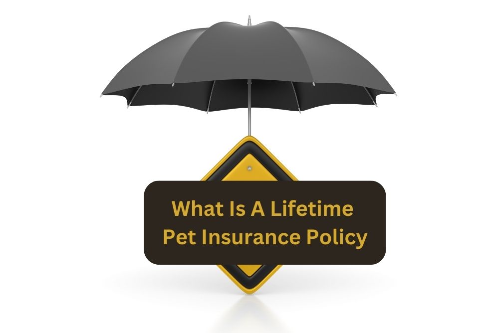 What is a Lifetime Pet Insurance Policy?