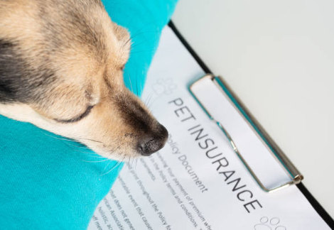 How To File A Claim With Lemonade Pet Insurance?