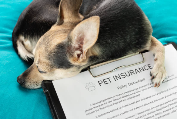 Lifetime Pet Insurance Policy