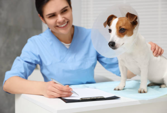 Pet Insurance Deductible Work